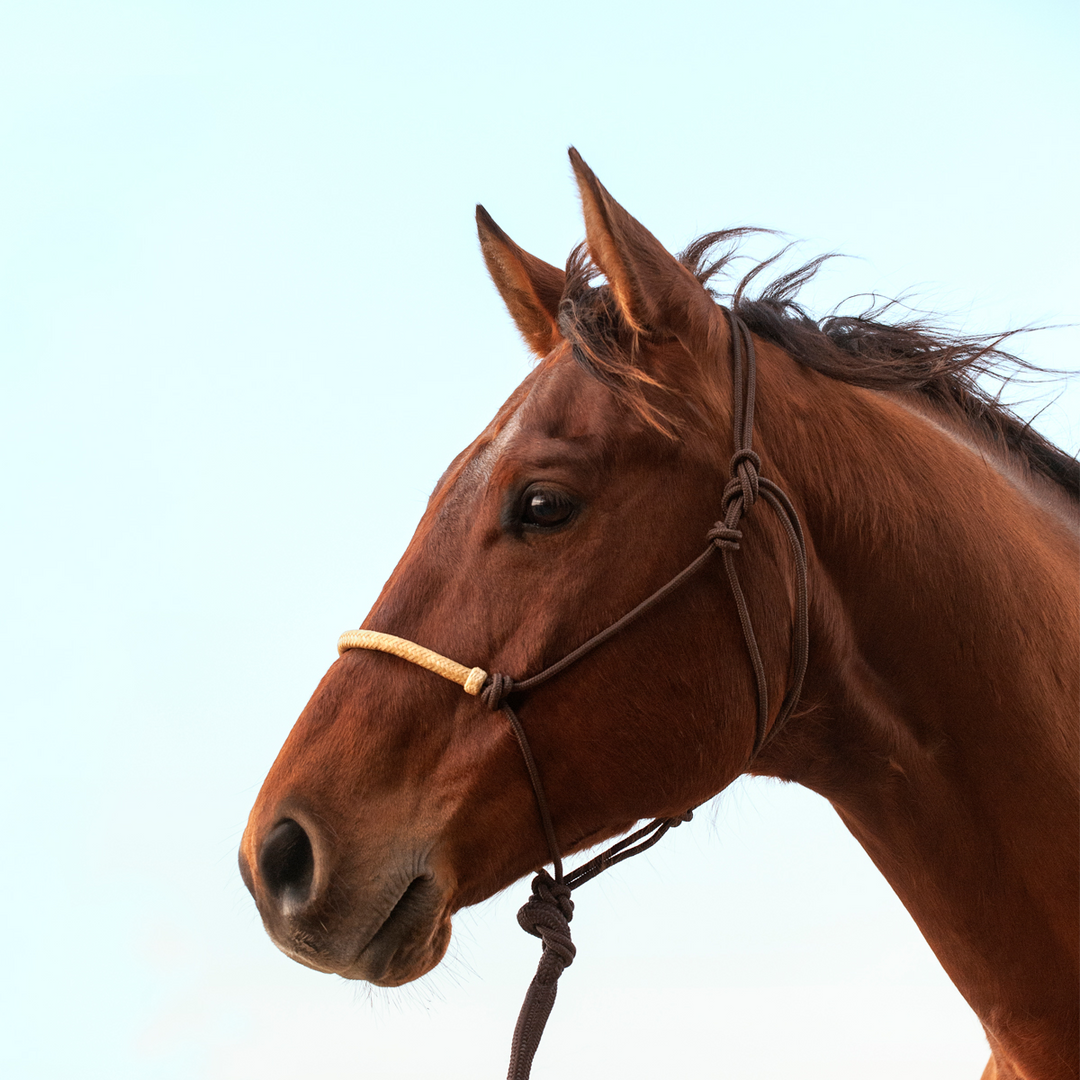 Braided Rawhide Rope Halter from Equibrand